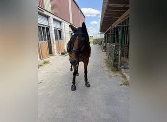 Rijnlander, Merrie, 16 Jaar, 164 cm, Bruin