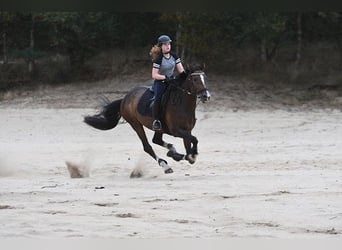 Rijnlander, Merrie, 16 Jaar, 167 cm, Donkerbruin