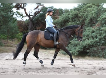 Rijnlander, Merrie, 16 Jaar, 167 cm, Donkerbruin