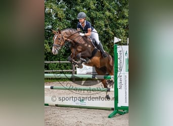 Rijnlander, Merrie, 16 Jaar, 167 cm, Donkerbruin