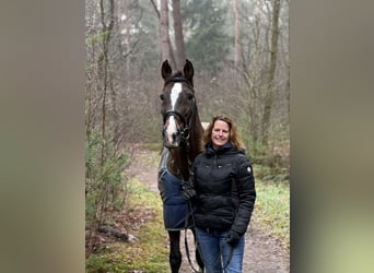 Rijnlander, Merrie, 16 Jaar, 167 cm, Donkerbruin