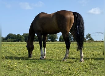 Rijnlander, Merrie, 16 Jaar, 167 cm, Donkerbruin