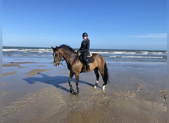 Rijnlander, Merrie, 16 Jaar, 167 cm, Donkerbruin