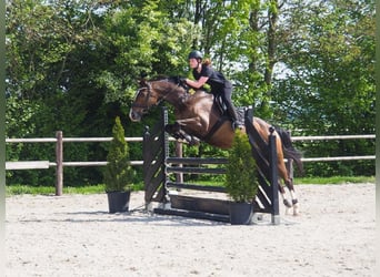 Rijnlander, Merrie, 16 Jaar, 167 cm, Donkerbruin