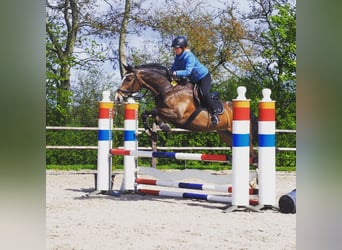 Rijnlander, Merrie, 16 Jaar, 167 cm, Donkerbruin