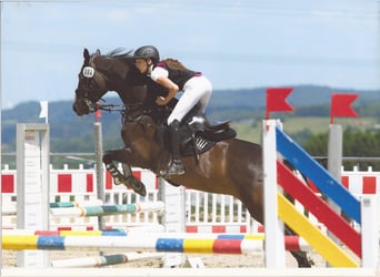 Rijnlander Mix, Merrie, 16 Jaar, 168 cm, Donkerbruin