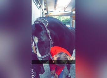 Rijnlander Mix, Merrie, 16 Jaar, 168 cm, Donkerbruin