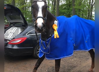 Rijnlander, Merrie, 16 Jaar, 168 cm, Donkerbruin