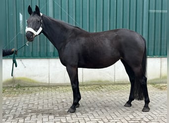 Rijnlander, Merrie, 16 Jaar, 170 cm, Donkerbruin