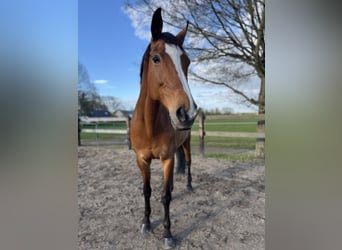 Rijnlander, Merrie, 16 Jaar, 171 cm, Bruin
