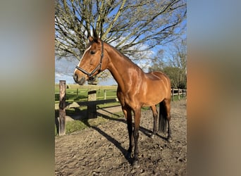 Rijnlander, Merrie, 16 Jaar, 171 cm, Bruin