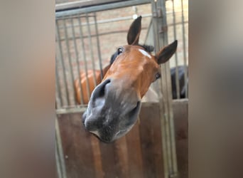 Rijnlander, Merrie, 16 Jaar, 175 cm, Bruin