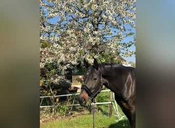 Rijnlander, Merrie, 16 Jaar, 175 cm, Donkerbruin