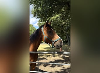 Rijnlander, Merrie, 17 Jaar, 165 cm, Bruin