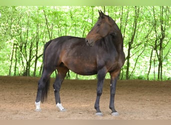 Rijnlander, Merrie, 17 Jaar, 167 cm, Bruin