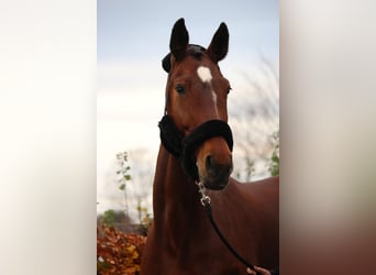 Rijnlander, Merrie, 17 Jaar, 172 cm, Bruin