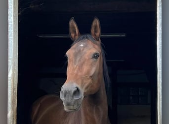 Rijnlander, Merrie, 17 Jaar, 180 cm, Bruin