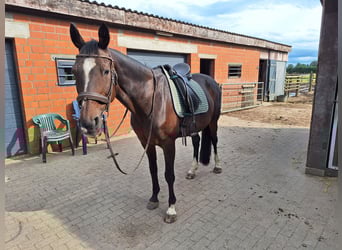 Rijnlander, Merrie, 19 Jaar, 163 cm, Bruin