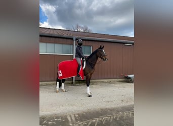 Rijnlander, Merrie, 19 Jaar, 163 cm, Bruin