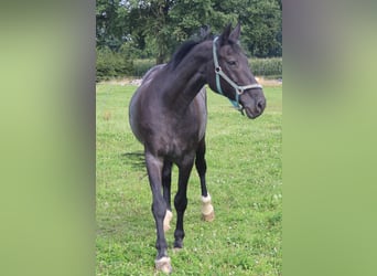 Rijnlander, Merrie, 19 Jaar, 174 cm, Donkerbruin