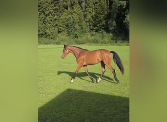 Rijnlander, Merrie, 1 Jaar, 158 cm, Bruin