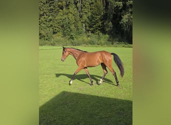 Rijnlander, Merrie, 1 Jaar, 168 cm, Bruin