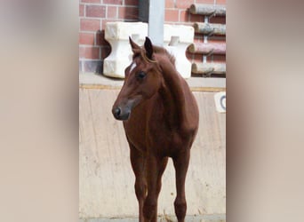 Rijnlander, Merrie, 1 Jaar