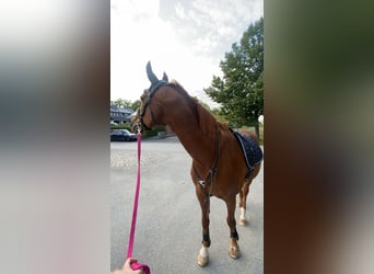 Rijnlander, Merrie, 20 Jaar, 165 cm, Bruin