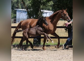Rijnlander, Merrie, 20 Jaar, 167 cm, Donkere-vos