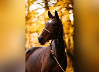 Rijnlander, Merrie, 21 Jaar, 165 cm, Donkerbruin