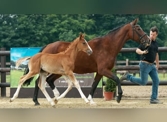Rijnlander, Merrie, 21 Jaar, 168 cm, Brauner