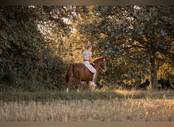 Rijnlander, Merrie, 23 Jaar, 148 cm, Vos