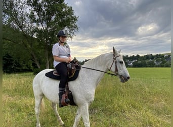 Rijnlander, Merrie, 25 Jaar, 167 cm, Appelschimmel