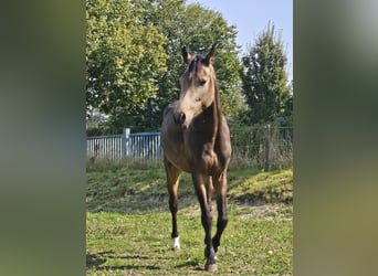 Rijnlander, Merrie, 3 Jaar, 157 cm, Buckskin