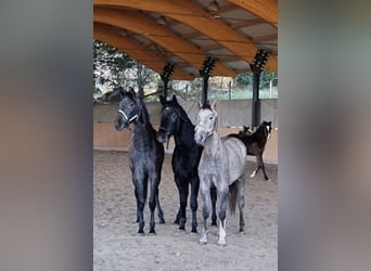 Rijnlander, Merrie, 3 Jaar, 162 cm, kan schimmel zijn