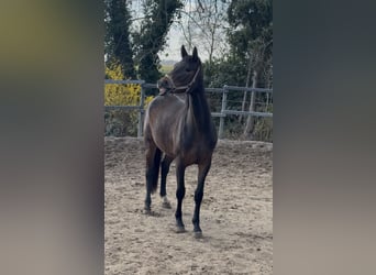 Rijnlander, Merrie, 3 Jaar, 165 cm, Donkerbruin