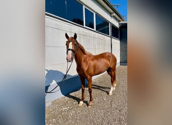 Rijnlander, Merrie, 3 Jaar, 167 cm, Vos