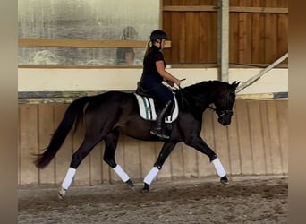 Rijnlander, Merrie, 4 Jaar, 160 cm, Zwart