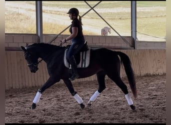 Rijnlander, Merrie, 4 Jaar, 161 cm, Zwart