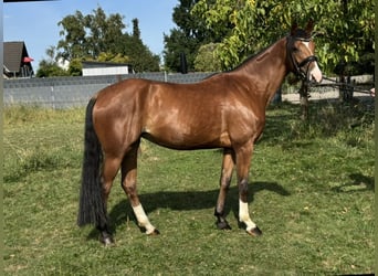 Rijnlander, Merrie, 4 Jaar, 163 cm, Bruin