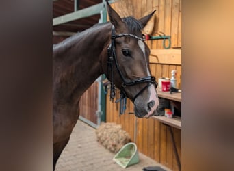 Rijnlander, Merrie, 4 Jaar, 167 cm, Donkerbruin