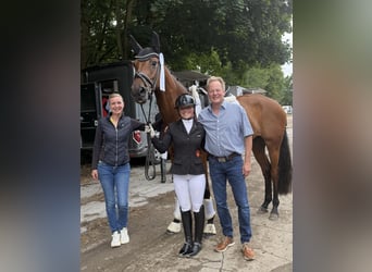 Rijnlander, Merrie, 4 Jaar, 170 cm, Bruin