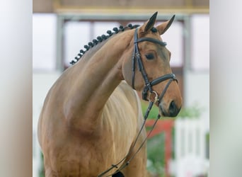 Rijnlander, Merrie, 4 Jaar, Bruin