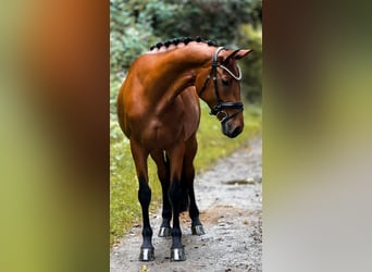 Rijnlander, Merrie, 5 Jaar, 160 cm, Bruin