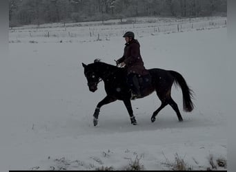 Rijnlander, Merrie, 5 Jaar, 161 cm, Zwart