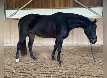 Rijnlander, Merrie, 5 Jaar, 161 cm, Zwart
