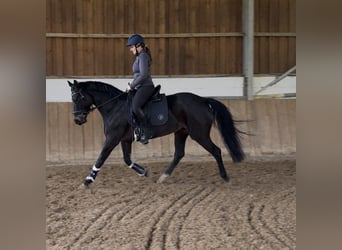 Rijnlander, Merrie, 5 Jaar, 161 cm, Zwartbruin
