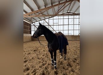 Rijnlander, Merrie, 5 Jaar, 161 cm, Zwartbruin