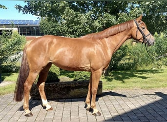 Rijnlander, Merrie, 5 Jaar, 167 cm, Vos