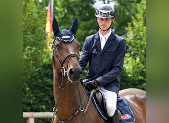 Rijnlander, Merrie, 5 Jaar, 168 cm, Bruin